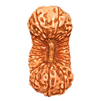 27 Mukhi Rudraksha